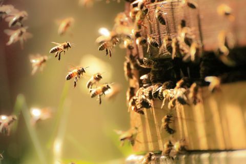 Medaus bitės