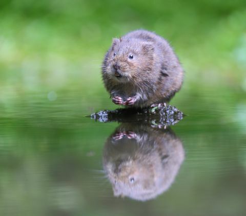 vandens vole