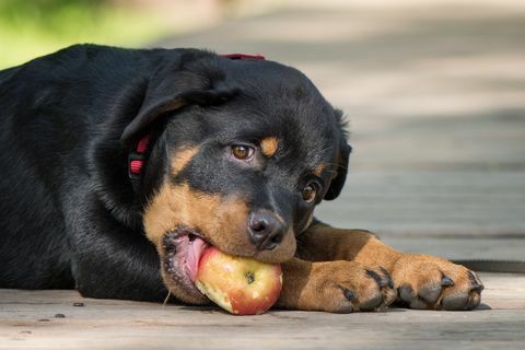 ar šunys gali valgyti vaisines daržoves?