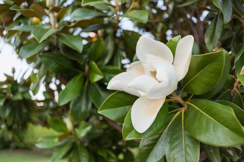 Balta magnolijos gėlė, apsupta žaliuojančiais lapais