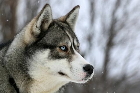 „Husky“ žvelgia tolyn, Kvebekas, Kanada