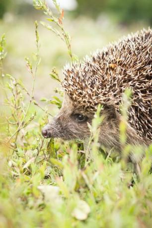 ežiukas, mokslinis pavadinimas erinaceus europaeus laukinis, vietinis, europinis ežiukas natūralioje sodo buveinėje su žalia žole ir geltona vėdryne vieta horizontaliai kopijai