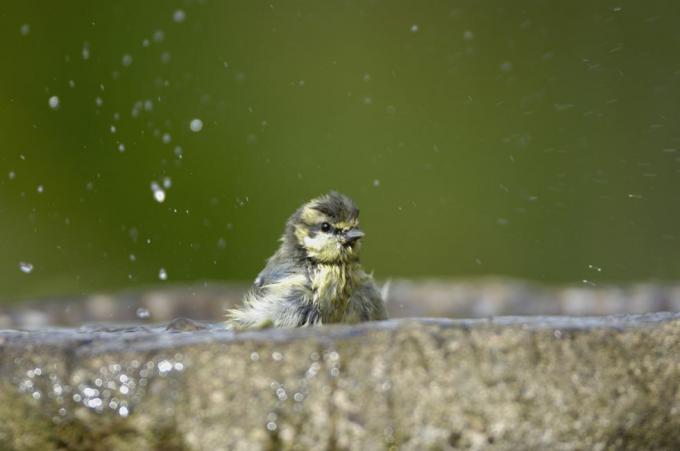 mėlynoji zylė parus caeruleus, maudosi sodo paukščių vonioje co durham liepos mėn