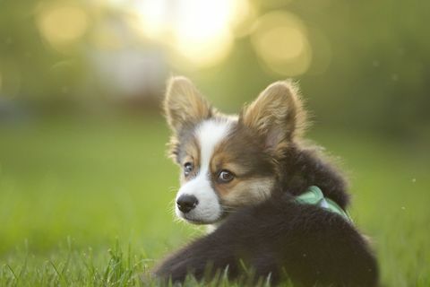 Corgi šuniukas, sėdintis žolėje, žvelgia į kamerą