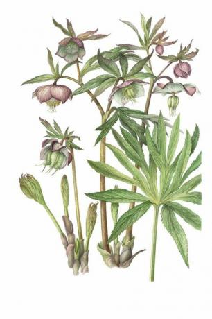 23 Helleborus purpurascens - Barlow - Transilvanijos Florelegium