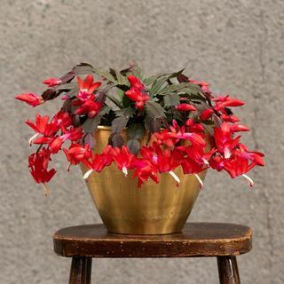 Schlumbergera " raudona" 