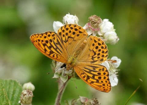 sidabru nuplauta fritiliarinė argynnis paphia