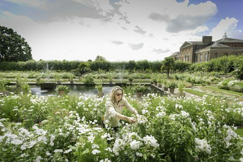 Kensingtono rūmų Baltajame sode sodininkas linkęs gėlių