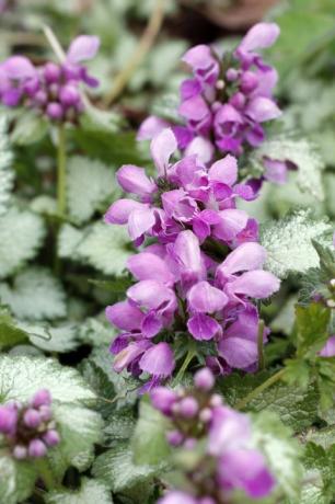 lamium sode