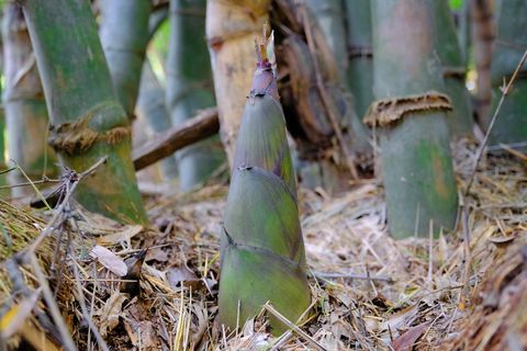 Neapdoroti bambuko ūgliai natūraliame miške