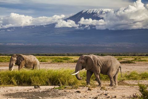 Kilimandžaro kalnas su drambliais - Afrika - kalnas