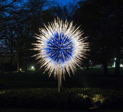 Dale Chihuly Sapphire Star nuotrauka