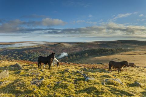 Dartmoor poniai