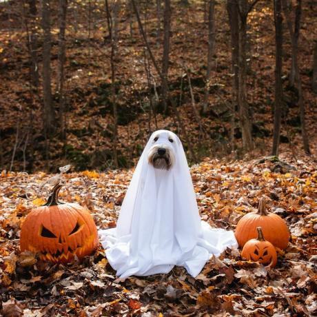 šuo, vilkintis vaiduoklio kostiumą, sėdintis tarp moliūgų Helovino proga