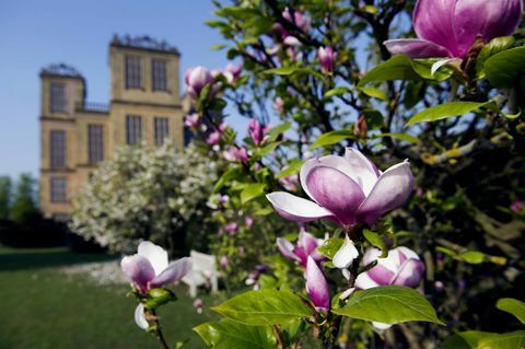 Hardwick Hall Magnolias © „National Trust Images“ Johnas Millaris