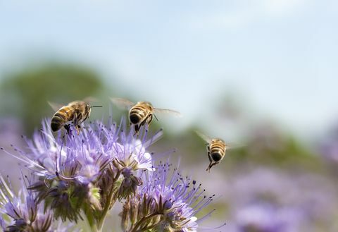 Medaus bitė skrenda