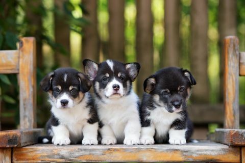 trys žavingi valų korgių šuniukai