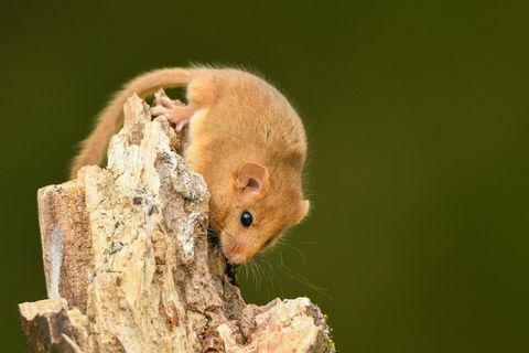 lazdynas dormouse muscardinus avellanarius