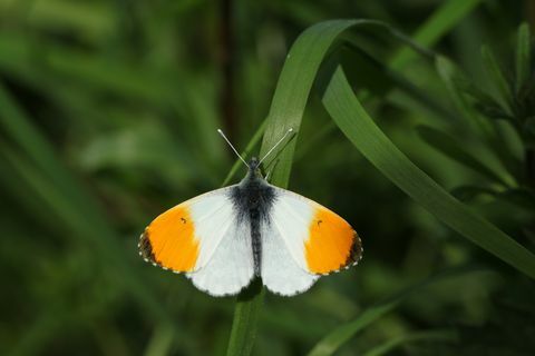 ant žolės ašmenų išsidėstę naujai atsiradę vyriškos lyties oranžinės spalvos drugelio antocharis kardaminai