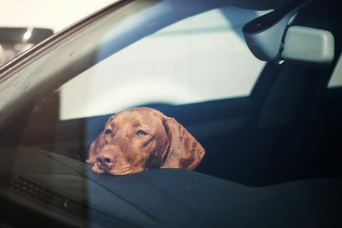 liūdnas šuo, paliktas vienas užrakintame automobilyje