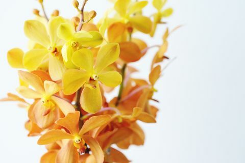 Uždaryti iš daugybės geltonų ir oranžinių orchidėjų