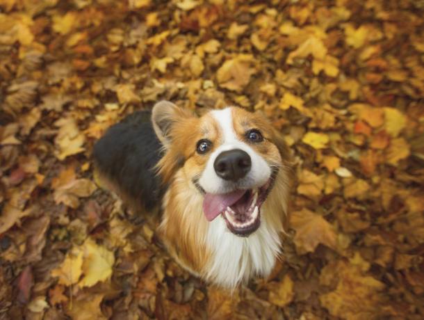 labai laimingas ilgaplaukis, pūkuotas pembroke velso korgių šuo, sėdintis ryškiuose rudens lapuose, o liežuvis išlindęs iš burnos ir kvailai šypsosi