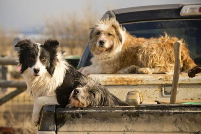 šunys laukia nurodymų montanos rančoje